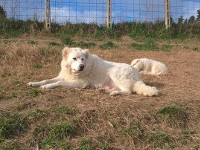 maremma abruzzese shepherd